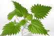 nettle leafs nettle leafs