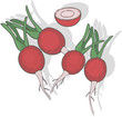 rapanello