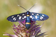 Beautiful white and black butterfly on the lilac flower Beautiful white and black butterfly on the lilac flower