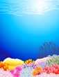 beautiful sealife back beautiful sealife back