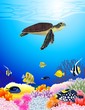 Beautiful sealife background Beautiful sealife background