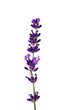 Lavendel vor weißem Hintergrund