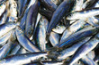 Foto: Fresh sardines Fresh sardines