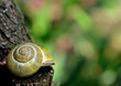 Schnecke auf einem Baum Schnecke auf einem Baum