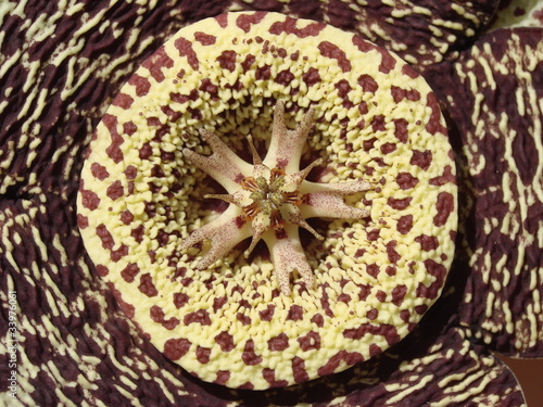 Photo: STAPELIA VARIEGATA STAPELIA VARIEGATA