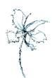 Orchid flower made of water