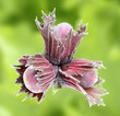 three hazelnut