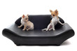 chihuahuas sur canapé cuir chihuahuas sur canapé cuir