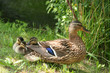 Stockente (Anas platyrhynchos)