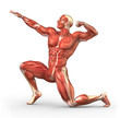 Man muscular system anatomy