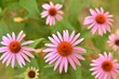 echinacea