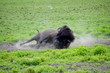 Rolling in Dirt