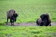 Two Buffalo