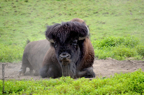 Photo: Buffalo Rolling in the Dirt Buffalo Rolling in the Dirt