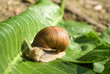 snail