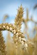 wheat