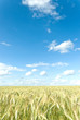 wheat