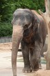 zoologischer Garten