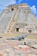 Iguana in Mayan ruins - Uxmal, Mexico,Pyramid of the Magician Iguana in Mayan ruins - Uxmal, Mexico,Pyramid of the Magician