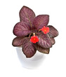 Episcia (Contry clown)