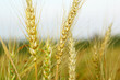 Ears of wheat