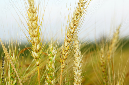 Photo: Ears of wheat Ears of wheat