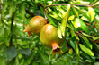 pianta di melograno