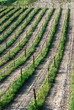 filari di una vigna in Emilia Romagna filari di una vigna in Emilia Romagna
