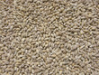 Pearl barley
