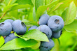 Heidelbeere am Strauch 01- blueberry on shrub 04
