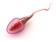 Illustration: Sperm model over white Sperm model over white
