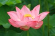 ハスの花