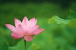 ハスの花