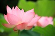ハスの花