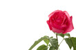 Single Red Rose