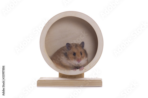 Foto: Alltagstrott, Hamster im Rad, Rut, in the hamster wheel Alltagstrott, Hamster im Rad, Rut, in the hamster wheel