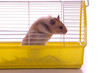 Hamster bricht aus Käfig aus