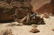 Camel of a beduine in the desert of Sinai, Egypt