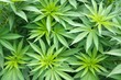 사진:Marijuana cannabis plant Marijuana cannabis plant