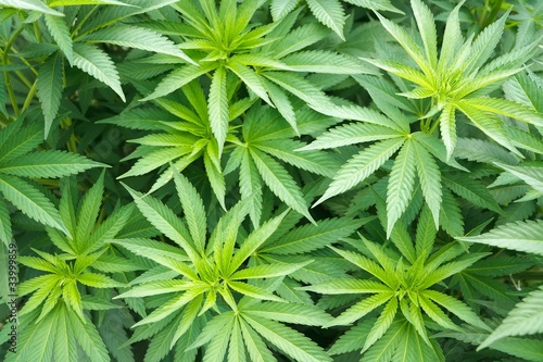 Photo: Marijuana cannabis plant Marijuana cannabis plant