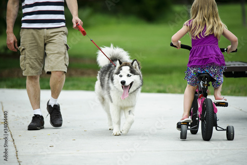 Photo: Walking a Husky Dog Walking a Husky Dog