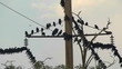 Flock of Crows on a Wire