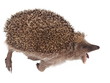 dead hedgehog isolated on white background dead hedgehog isolated on white background
