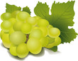 ������: Raisins � gsidali #34005613