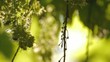 Video: Maple flowers and leaves in the wind Maple flowers and leaves in the wind