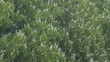 Video: Wind rustling the leaves of flowering chestnut trees Wind rustling the leaves of flowering chestnut trees