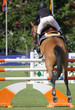 Horse jumping