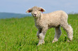 young lamb