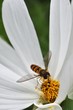 Mouche Syrphe qui butine