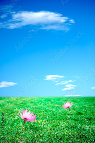 Photo: Cielo azzurro e prato verde con fiori Cielo azzurro e prato verde con fiori